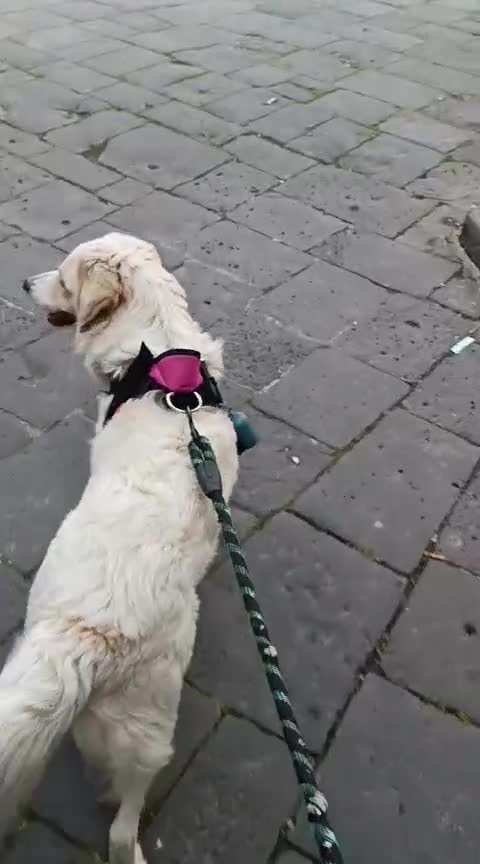 Meticcio cani in regalo: Jimmy, mini maremmano in canile - Video 1