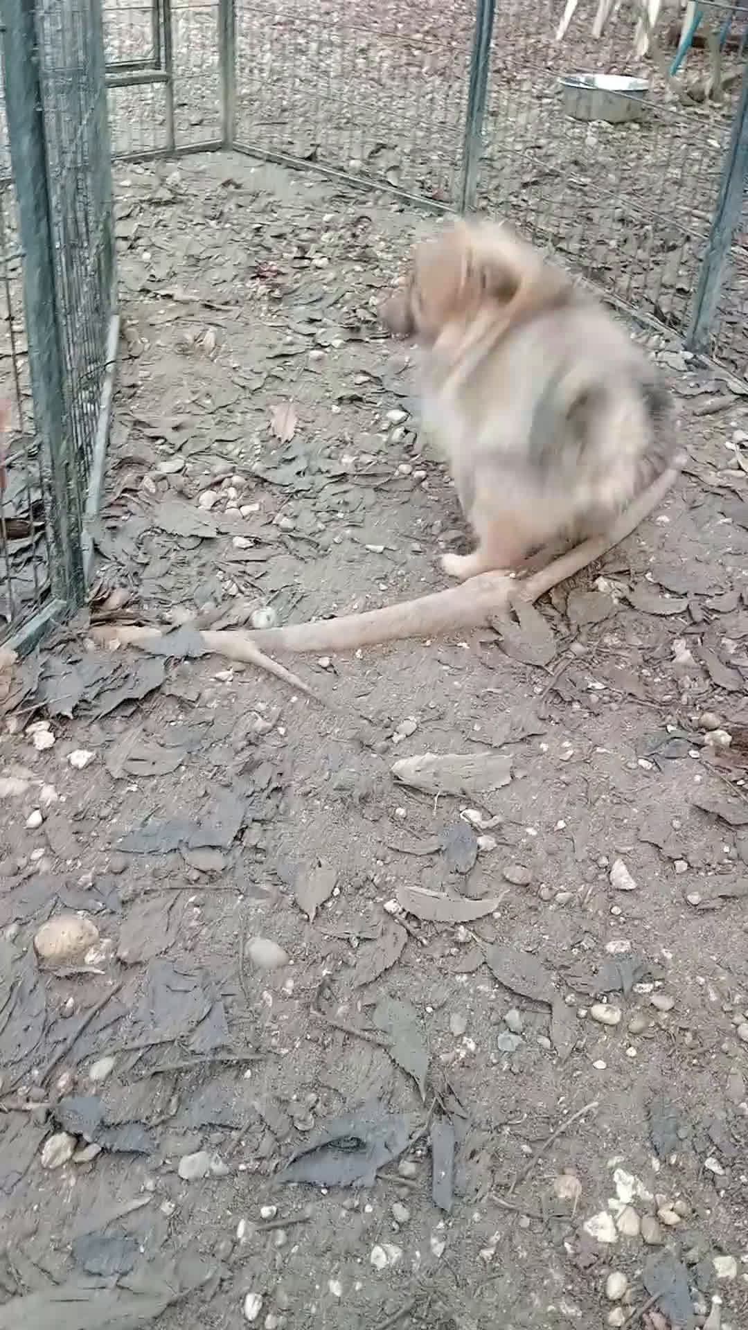 Spitz cani in vendita: Spitz Piccolo  - Video 2