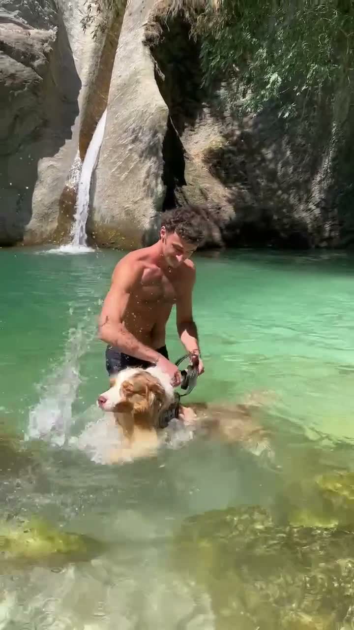 Australian Shepherd cani per accoppiamento: Fidanzata per Tito - Video 3
