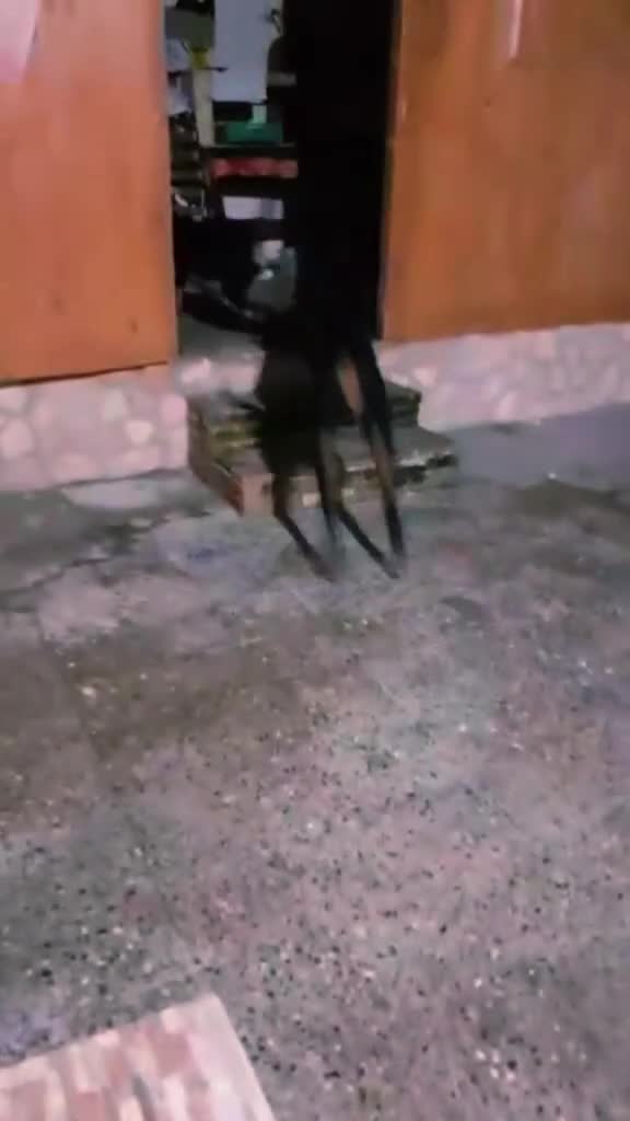 Rottweiler cani in vendita: Cuccioli di rottweiler  a Provincia del Sulcis Iglesiente - Video 1