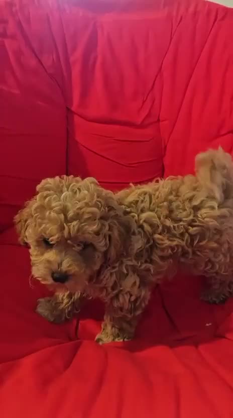 Maltipoo cani in vendita: MALTIPOO - Video 1