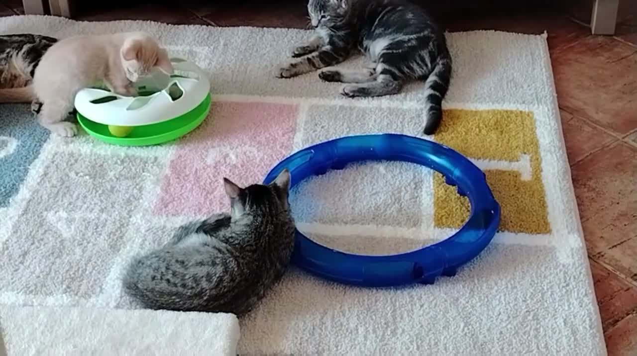 Meticcio gatti in regalo: Regalo gattini di 3-4 mesi e di 1 anno e mezzo  a Città metropolitana di Roma Capitale - Video 3