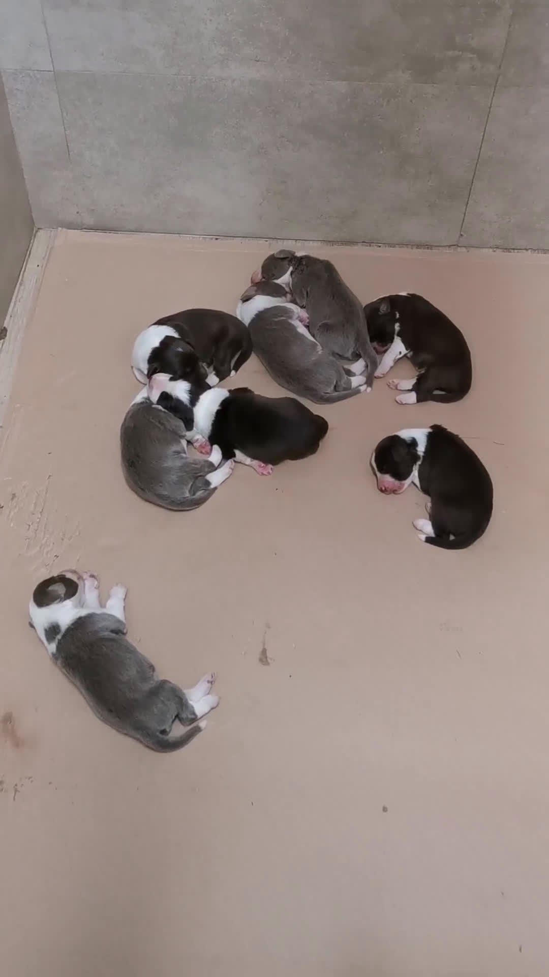 Bearded Collie cani in vendita: Bearded Collie cuccioli  - Video 1