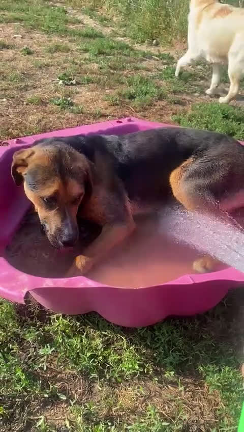 Meticcio cani in regalo: Incrocio Rottweiler di 1 anno - Video 1