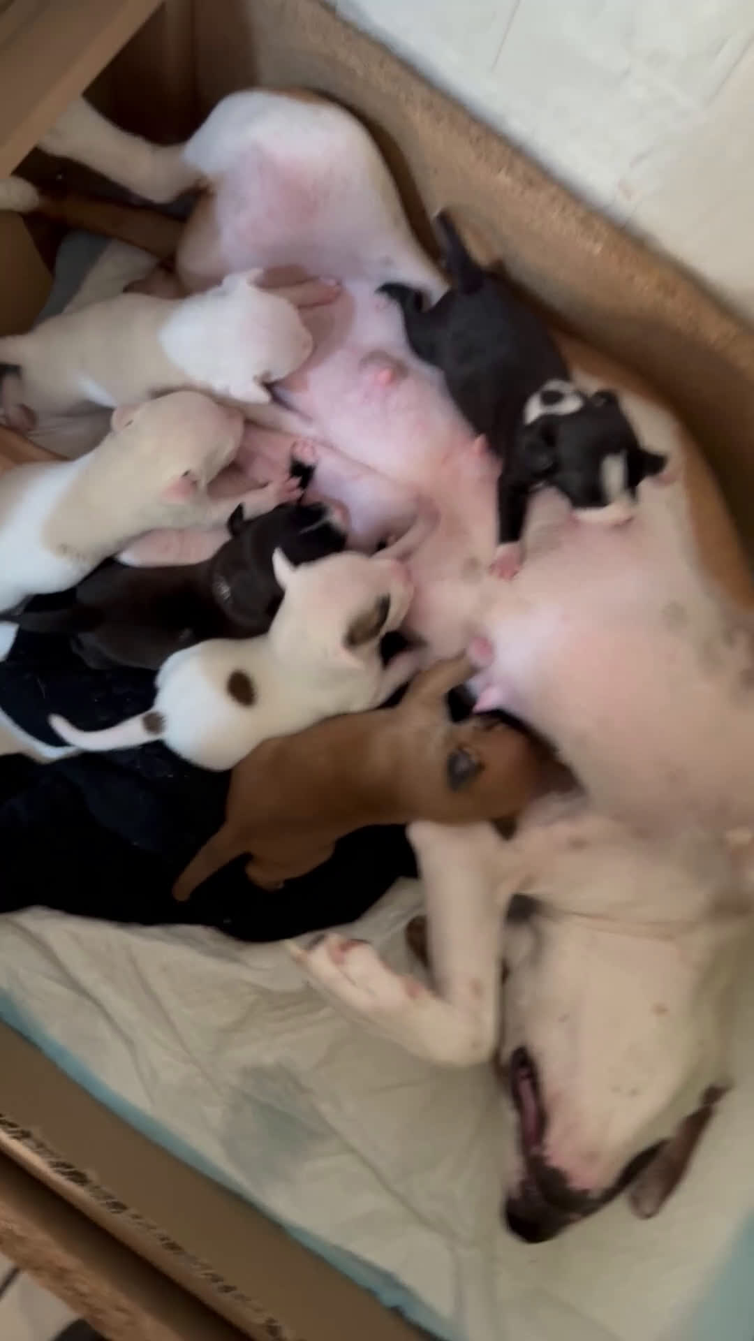 Altre razze cani in regalo: Regalo cuccioli  - Video 2