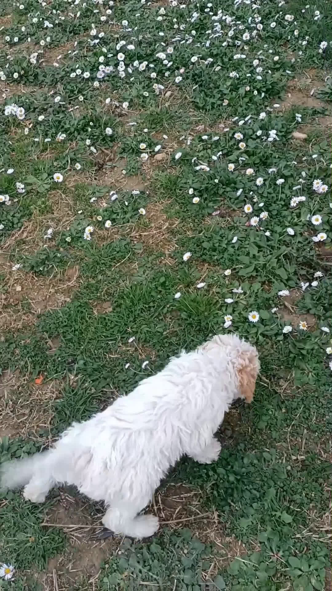 Lagotto cani in vendita: Cucciolo di Lagotto Romagnolo con Pedigree Roi - Video 1