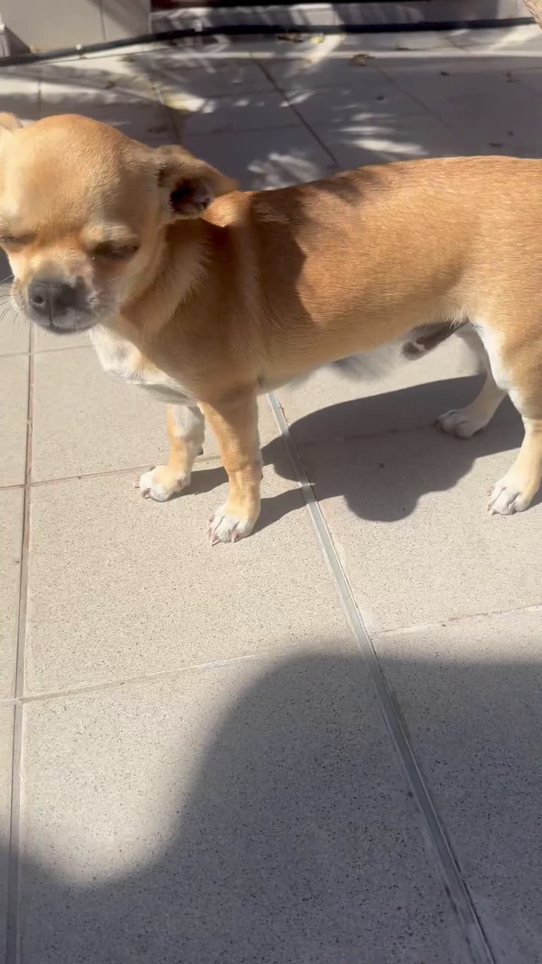 Chihuahua cani in vendita: Maschietto pedigree Enci/Fci RIMBORSO SPESE a Città metropolitana di Roma Capitale - Video 1