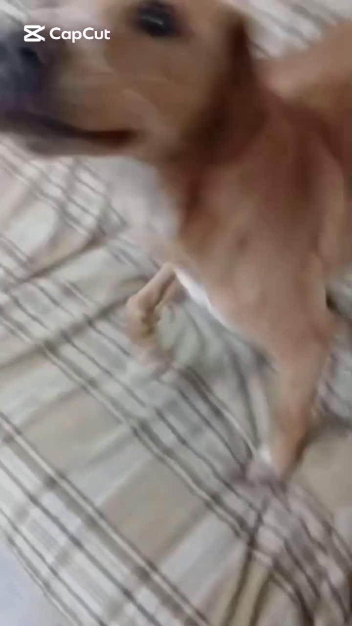 Meticcio cani in regalo: Candy a Provincia di Alessandria - Video 1