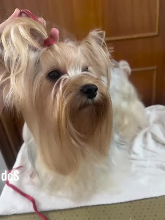 Yorkshire cani in vendita: Yorkshire terrier ex fattrice  - Video 1