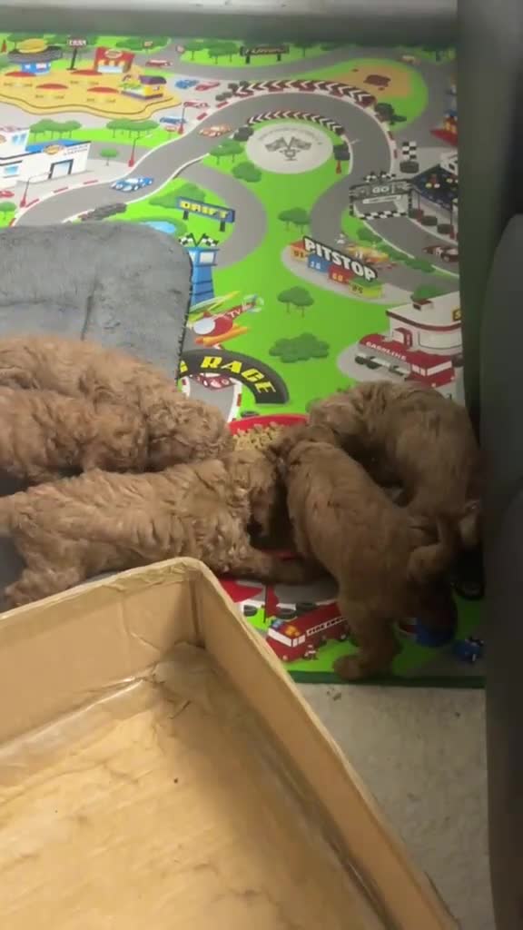 Barboncino cani in vendita: Barboncino  con Pedigree affare - Video 3