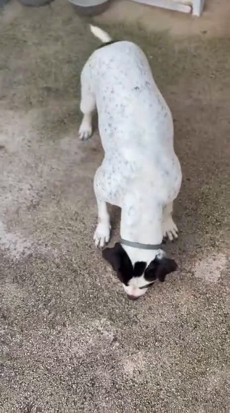 Altre razze cani in regalo: Desy solo 2 anni, mollossina taglia contenuta  - Video 1