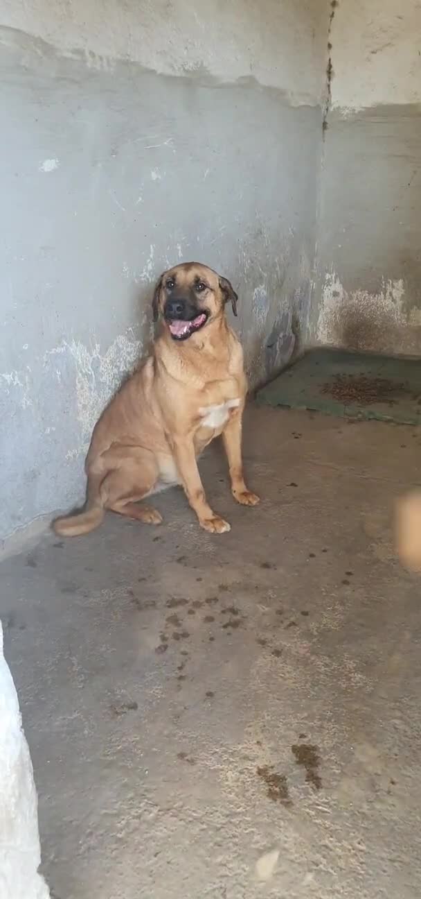 Meticcio cani in regalo: Alex in Canile - Video 1