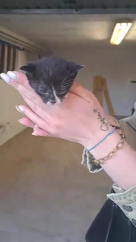 Meticcio gatti in regalo: Regalo gattini - Video 2