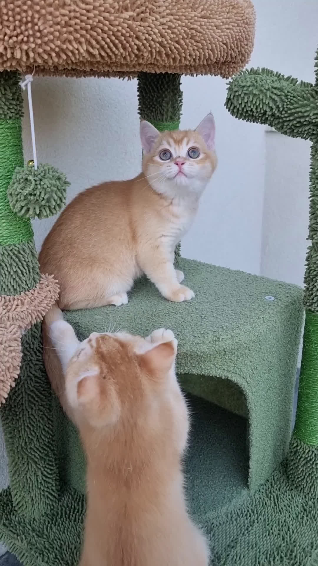 Scottish gatti in vendita: Scottish Straight con Pedigree  - Video 1