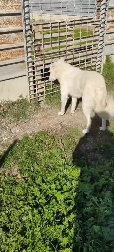 Meticcio cani in regalo: Claudia: 2 anni, taglia media, socievole  - Video 1