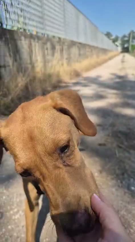 Meticcio cani in regalo: Flocky: 2 anni, taglia contenuta, socievole  - Video 2
