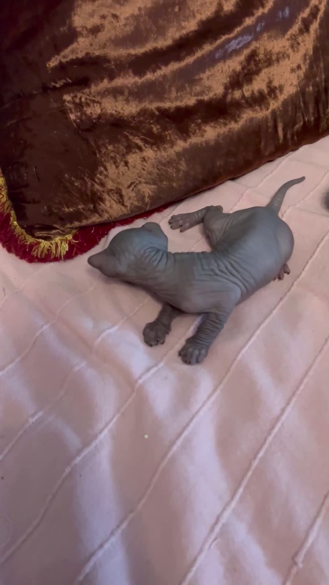 Sphynx gatti in vendita: Sphynx  - Video 1