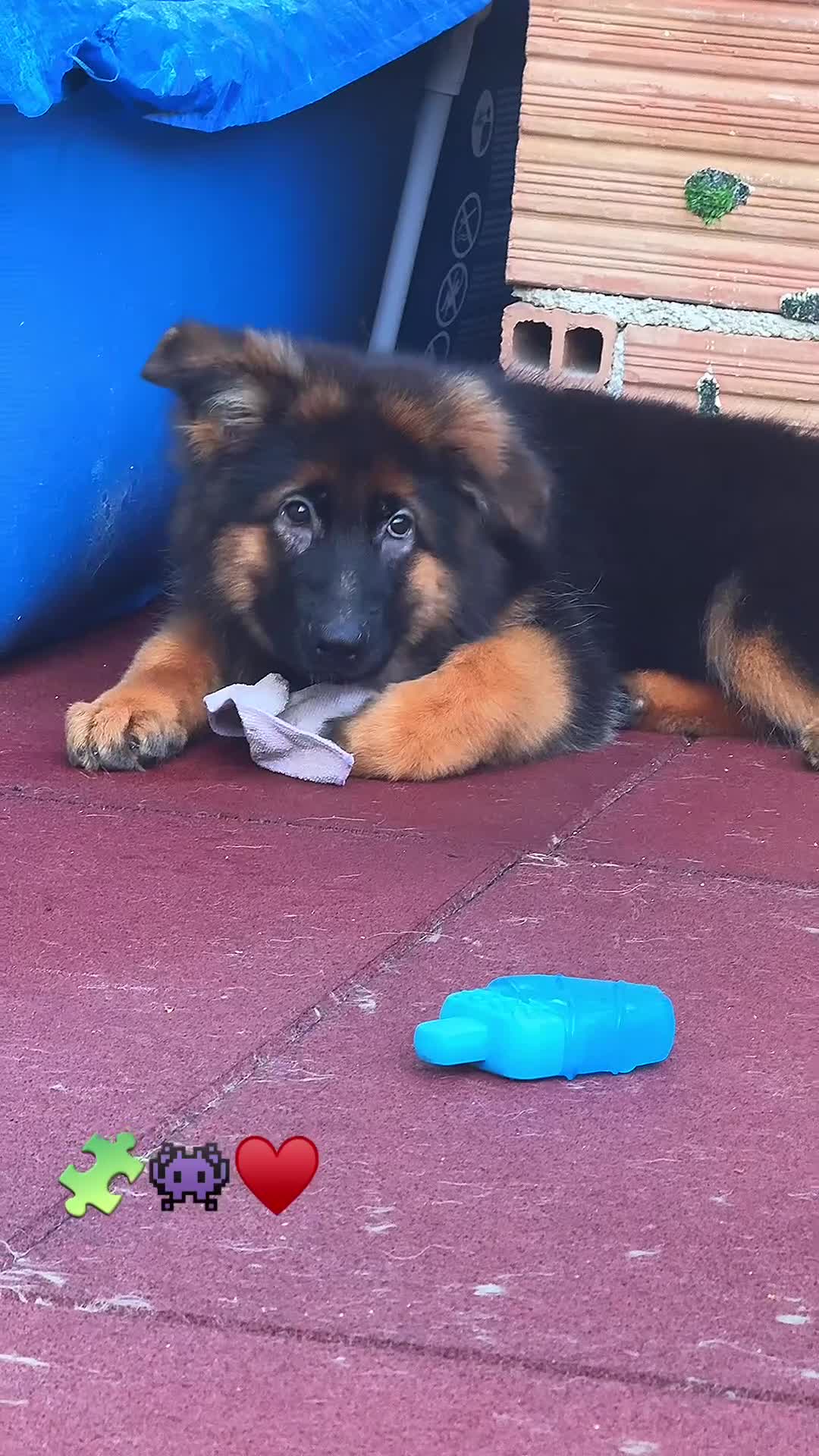 Pastore Tedesco cani in vendita: 🐾 Maschio di Pastore Tedesco a Pelo Lungo 🐾 - Video 1