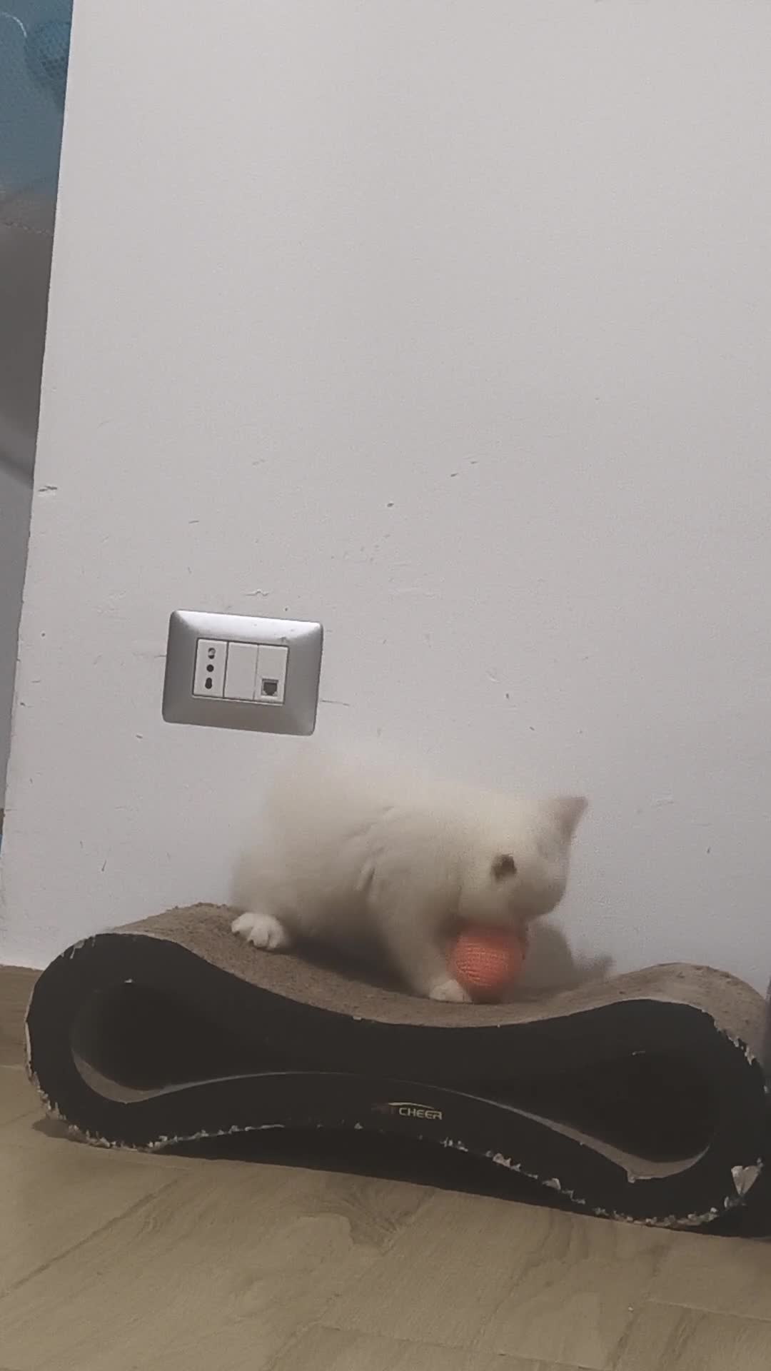 Persiano gatti in vendita: Persiano Exortic - Video 2