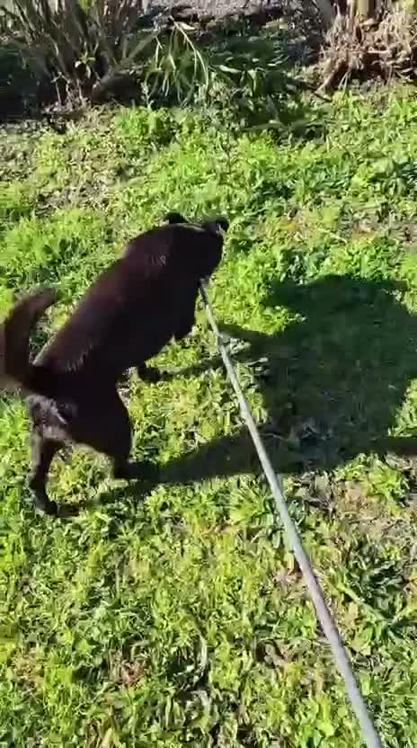 Meticcio cani in regalo: Cloe: nonnina adorabile taglia piccola  - Video 4