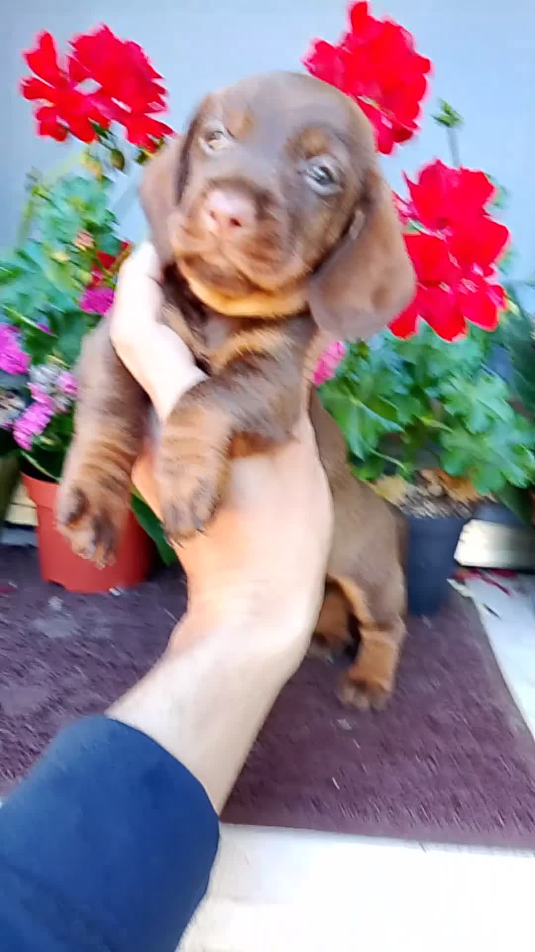 Bassotto cani in vendita: Bassotto pelo duro maschi  - Video 3
