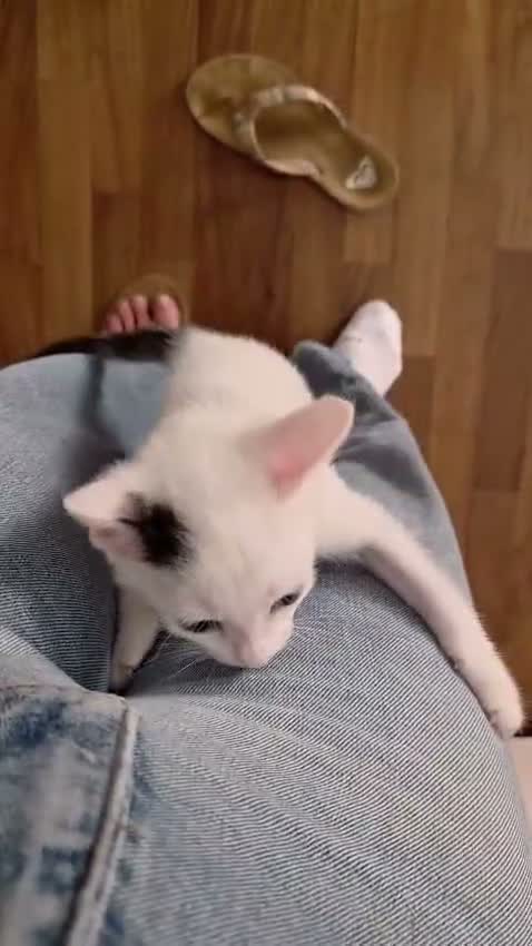 Europeo gatti in regalo: Eros cerca famiglia - Video 1