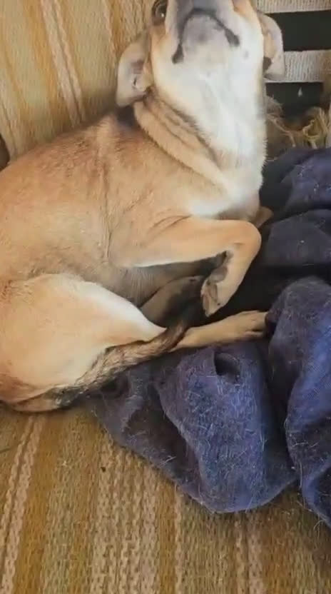 Meticcio cani in regalo: Fiamma: taglia piccola, 1 anno, socievole  - Video 3