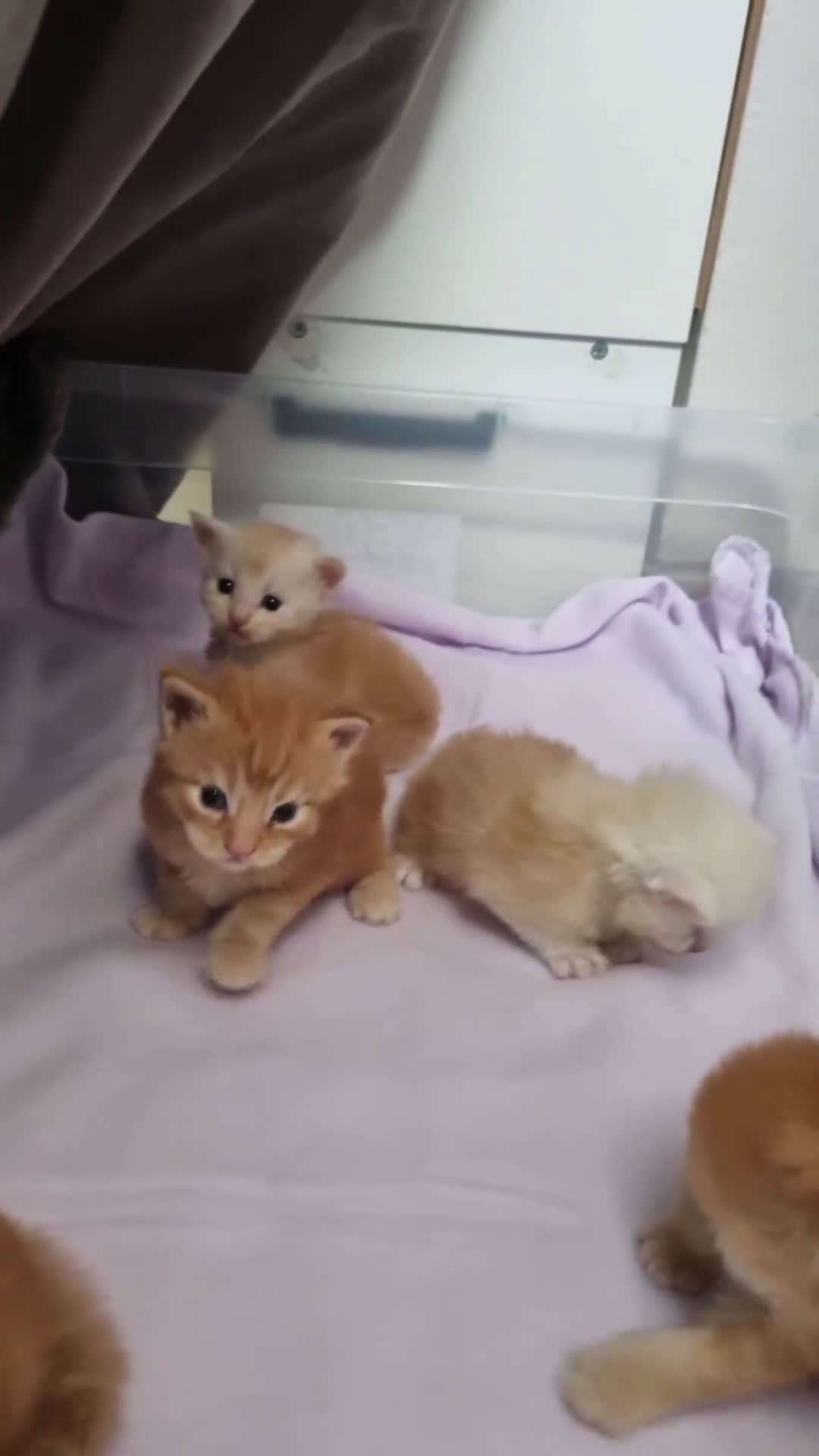 Maine Coon gatti in vendita: Cuccioli di Maine Coon - Pagamento Flessibile - Video 1