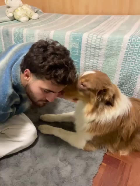 Australian Shepherd cani per accoppiamento: Pastore australiano  - Video 2