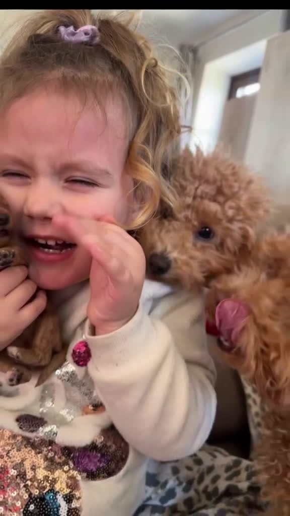 Barboncino cani in vendita: Barboncino nano❤️🐻 - Video 2