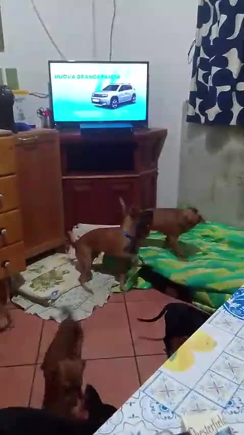 Meticcio cani in vendita: Similpinscher - Video 1