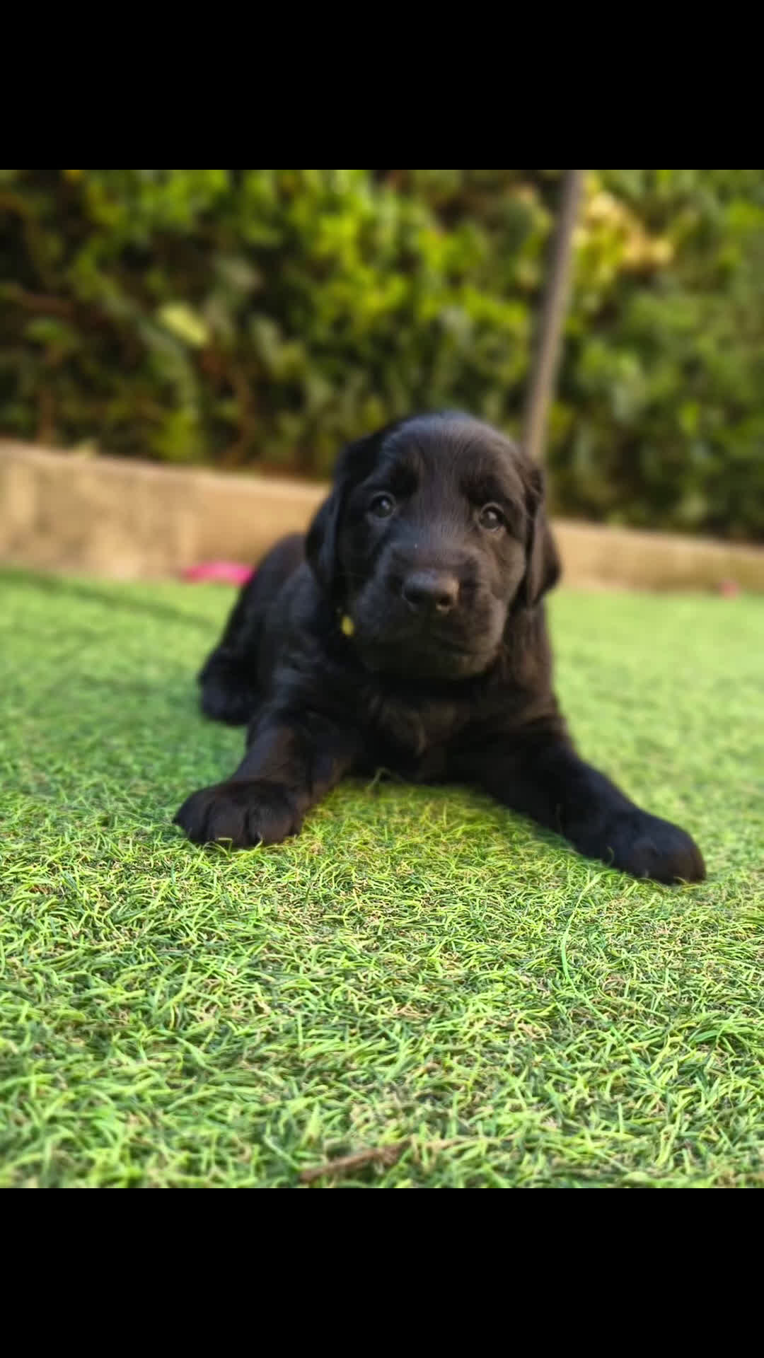 Flat Coated cani in vendita: Cuccioli di Flat Coated retriever  a Città metropolitana di Roma Capitale - Video 1