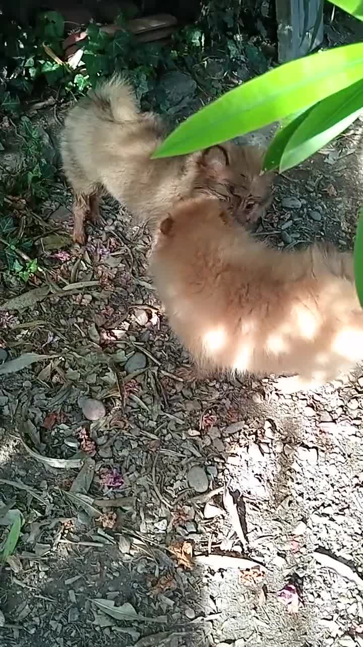 Spitz cani in vendita: Spitz tedesco piccolo volpino  - Video 2
