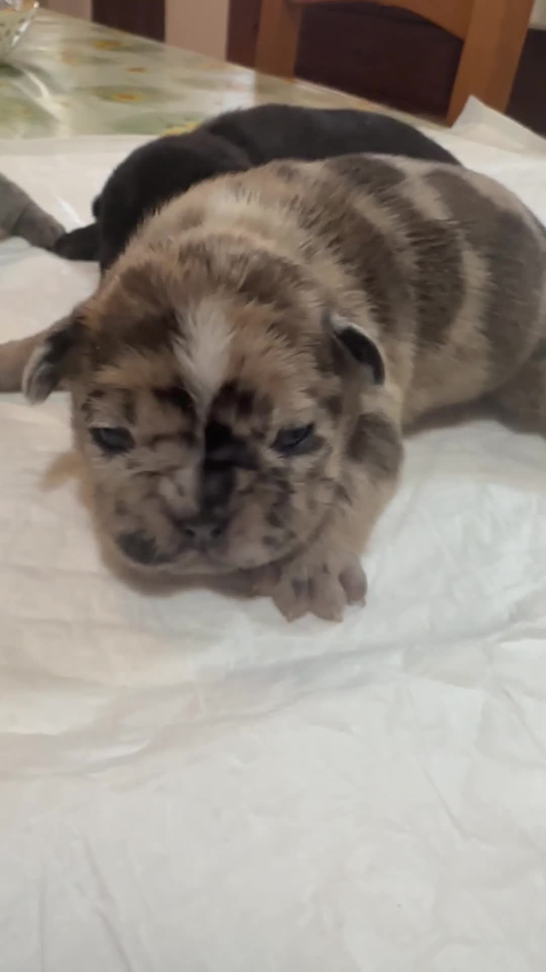 Bulldog Francese cani in vendita: bulldog francese  - Video 1