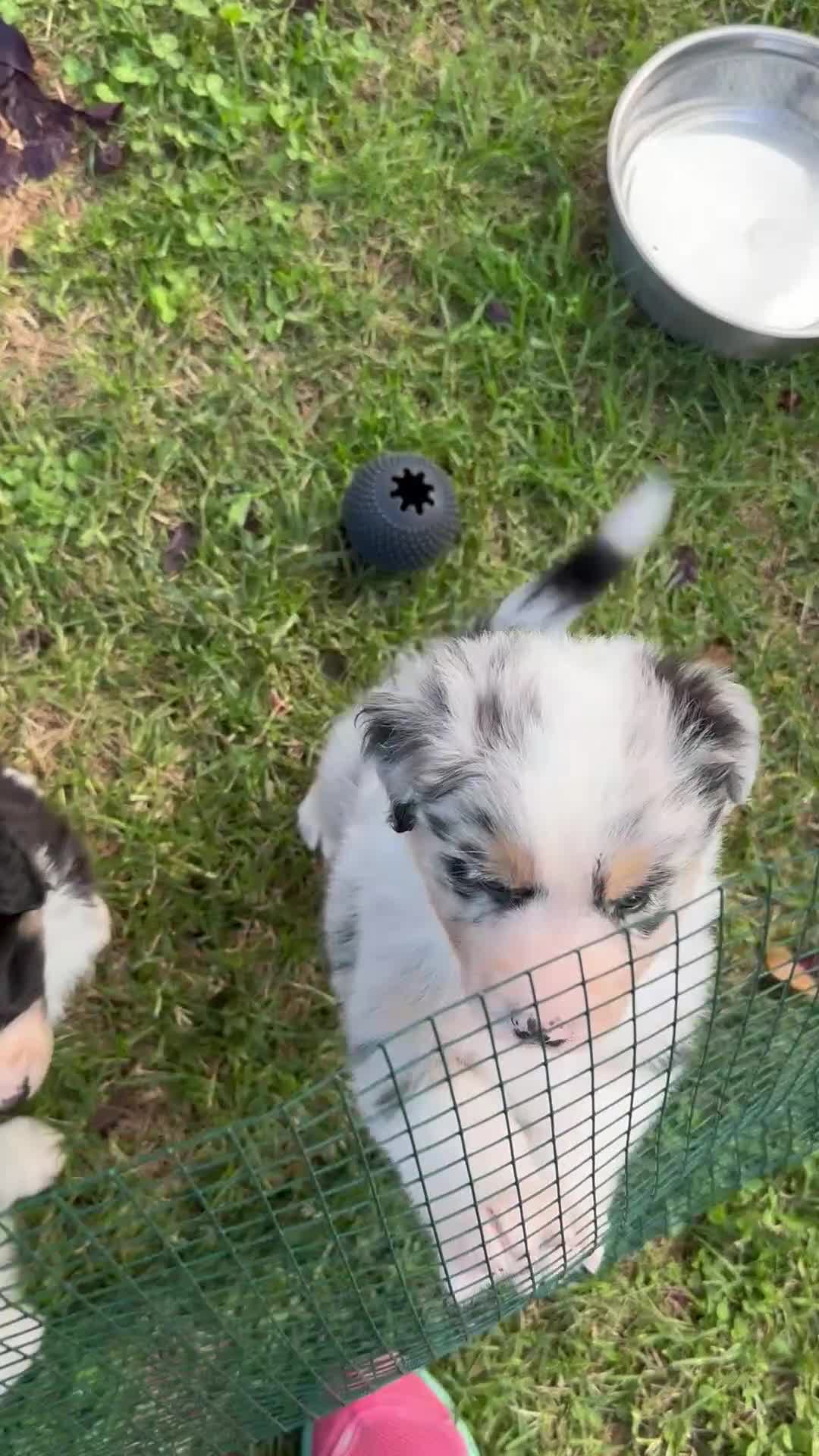 Australian Shepherd cani in vendita: cuccioli pastore australiano - Video 1