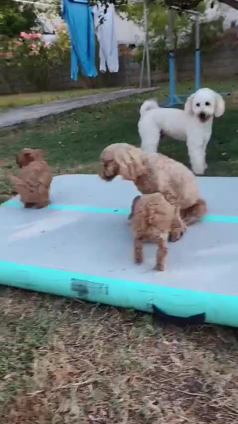 Barboncino cani in vendita: Vendo cuccioli di barboncino nano  - Video 1
