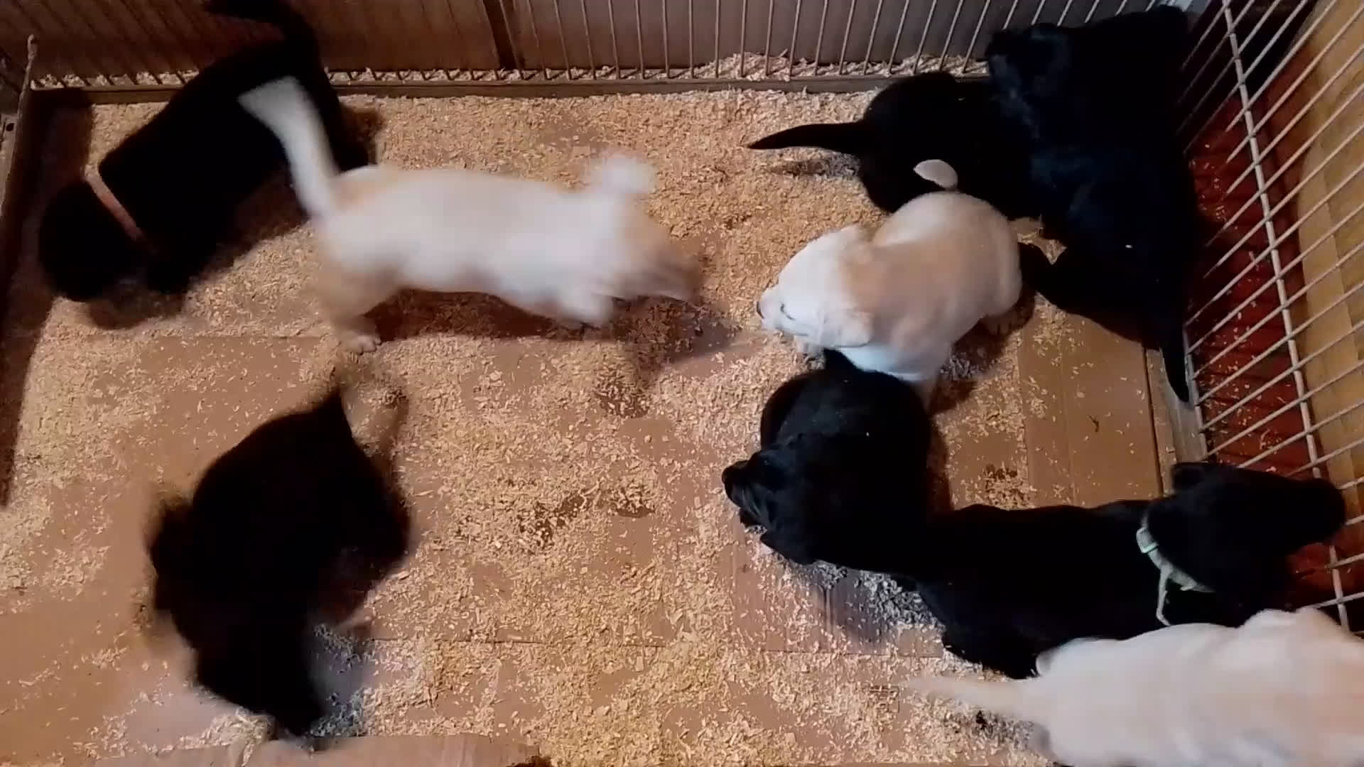 Labrador cani in vendita: Cuccioli di Labrador con pedigree - Video 1