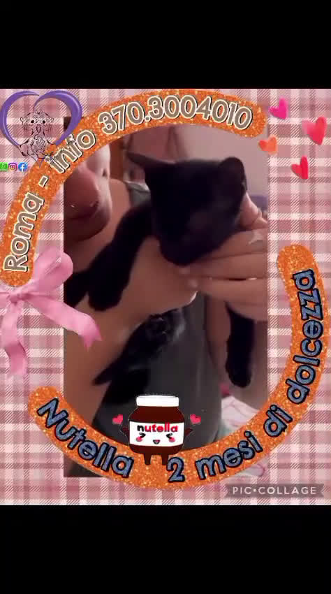 Europeo gatti in regalo: 🩷🤎Nutella, due mesi di cioccolatezza - Video 1