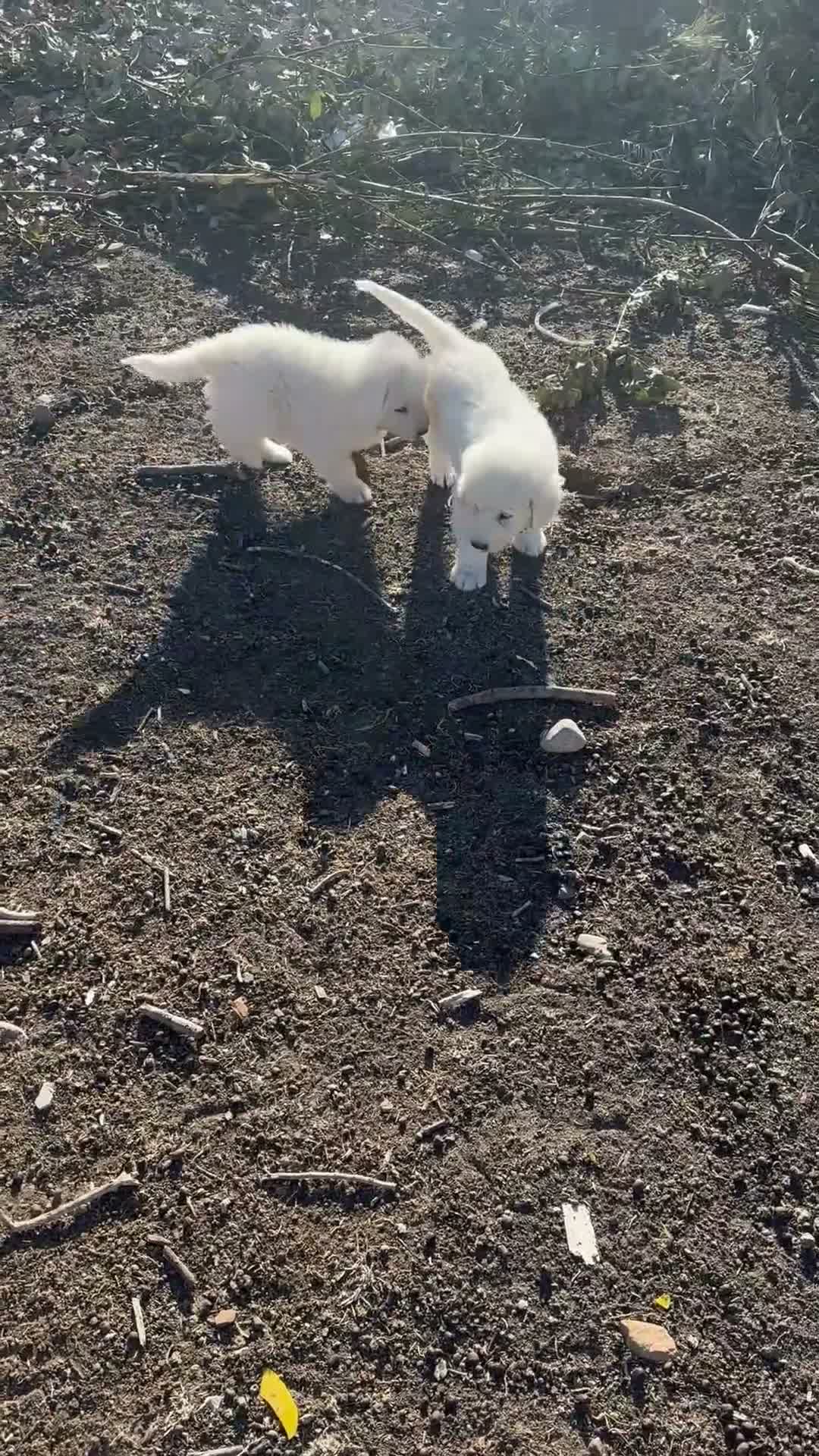 Pastore Abbruzzese Maremmano cani in vendita: Cuccioli maschi di pastore abruzzese - Video 1