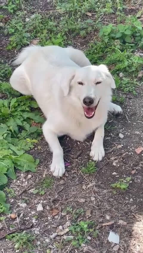 Meticcio cani in regalo: IL DOLCE E BELLISSIMO CESARE - Video 1