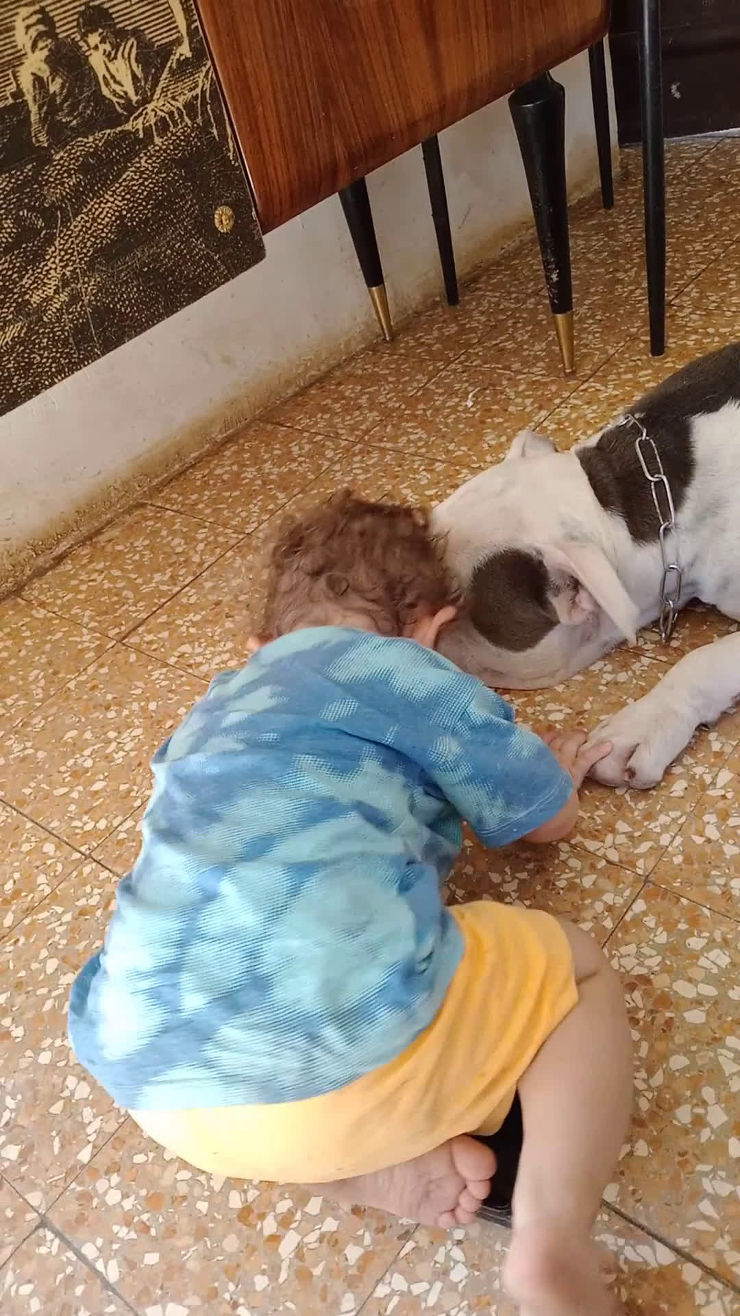 American Bully cani in vendita: American Bully, genitori addestrati da pet terapy  - Video 1