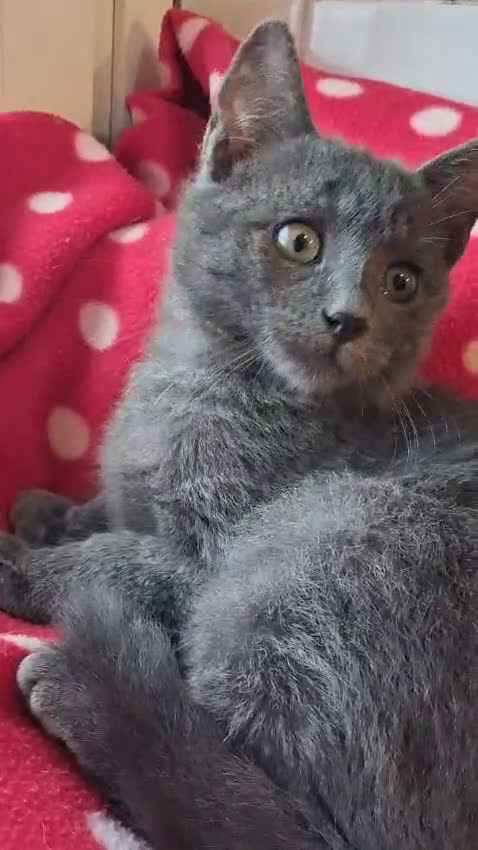 Certosino gatti in regalo: DINO GATTINO SIMILCERTOSINO A PELO SEMILUNGO - Video 1