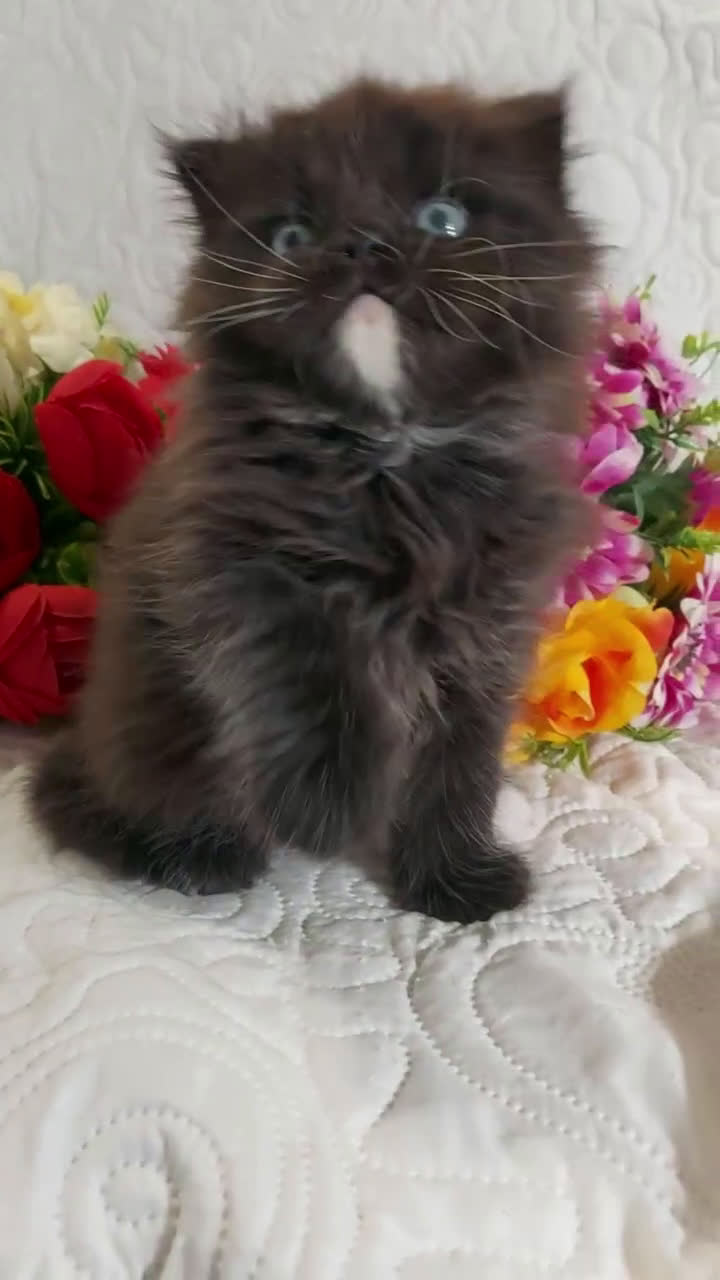 Scottish gatti in vendita: Scottish fold Occhi Azzurri  a Città Metropolitana di Genova - Video 1