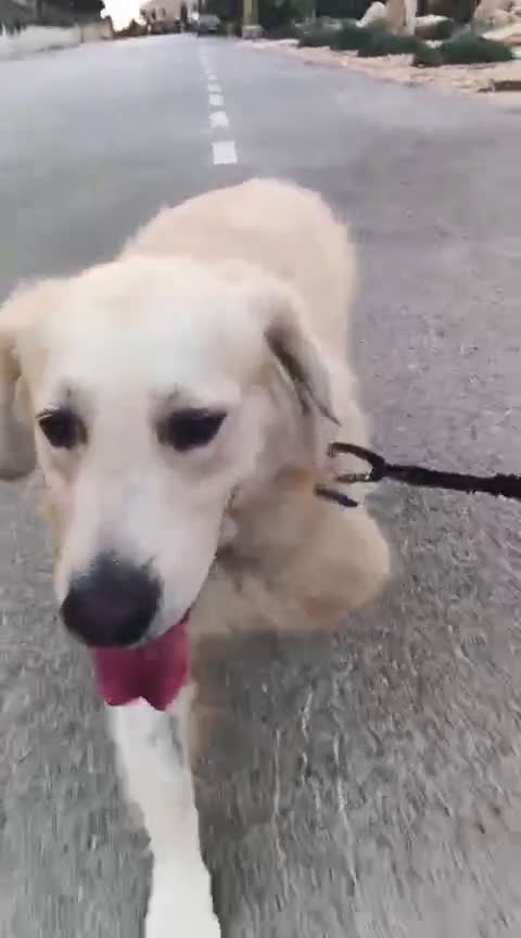 Golden Retriever cani in regalo: Max, una meraviglia di Golden Retreiver - Video 3