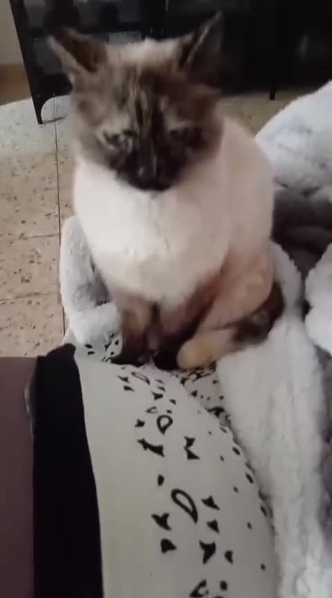 Altre razze gatti in regalo: VANIGLIA SIMILBIRMANA  - Video 1