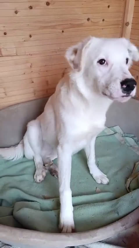 Meticcio cani in regalo: IL TENERISSIMO SNOOPY - Video 1