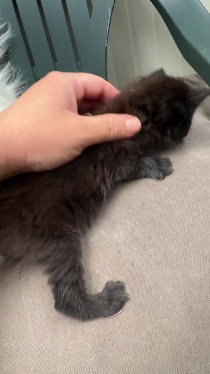 Maine Coon gatti in vendita: Cuccioli di maine coon manto nero  - Video 4