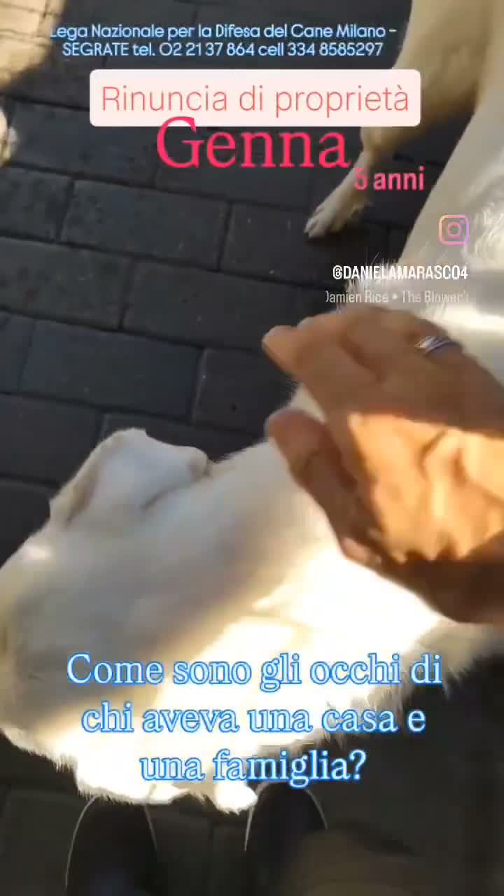Meticcio cani in regalo: GENNA ALLA RICERCA DI UN PO' D'AMORE - Video 1