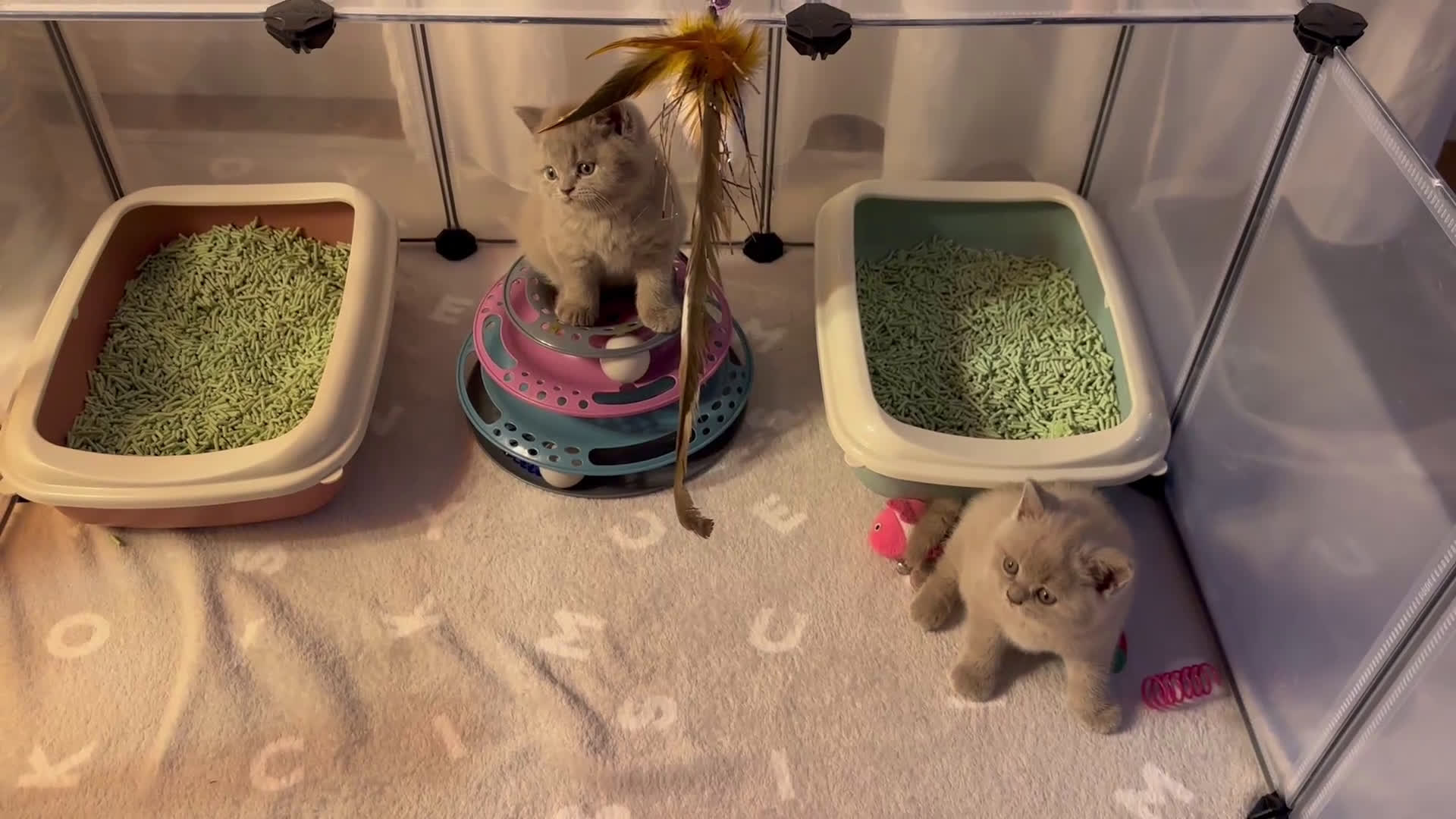 British gatti in vendita: British Shorthair  - Video 1