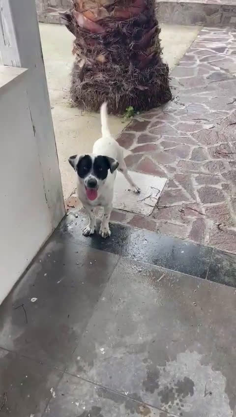 Meticcio cani in regalo: Bea taglia piccola! (10-12kg) - Video 1